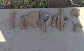 “LXS QUE TIENEN SANGRE INDIGENA NO SE AVERGUENCEN”