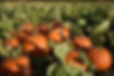 _DSC0065.jpeg