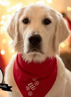 Dallas 12 months.jpg