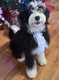 Denim 6 month cropped.jpg