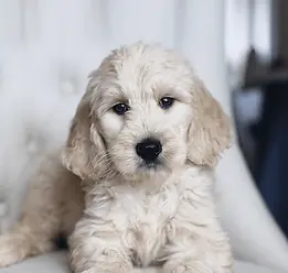 f1-teddybear-goldendoodle-white.png.webp