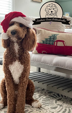 Goldendoodle breeder in Georgia