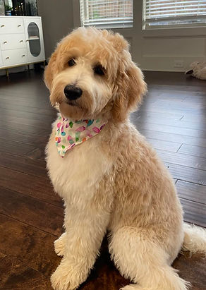 Goldendoodle breeder near me