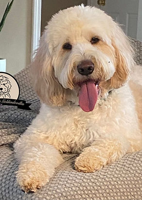 Goldendoodle breeder near me