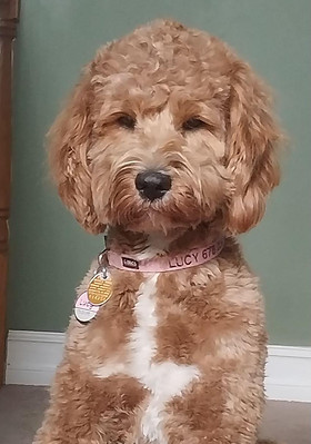 Goldendoodle breeder in Georgia