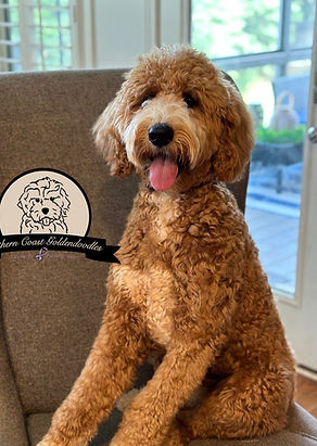Goldendoodle breeder in Georgia