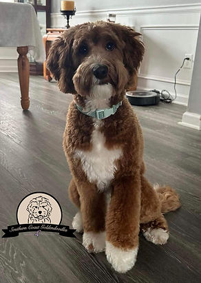 mini goldendoodles near me