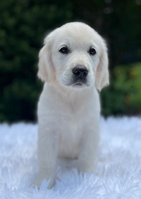 Goldendoodle breeders near me