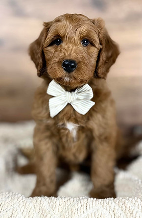 Dunkin 11 weeks.jpg