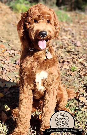 Goldendoodle breeder in Georgia