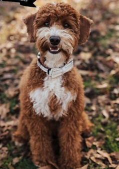 Tessa & Dooley_edited_edited.jpg