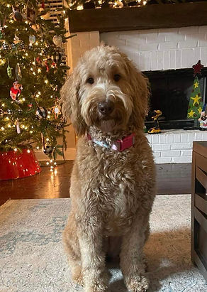 Goldendoodle breeder near me