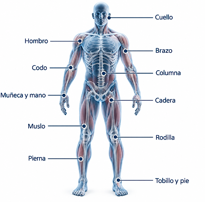 Infografía anatómica del cuerpo humano.png