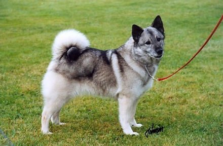 Whittimere Silver Cracker