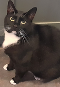 gus.png