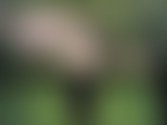 Lisa Fransson, LISP 4th Quarter 2020 Official Selection, Flash Fiction