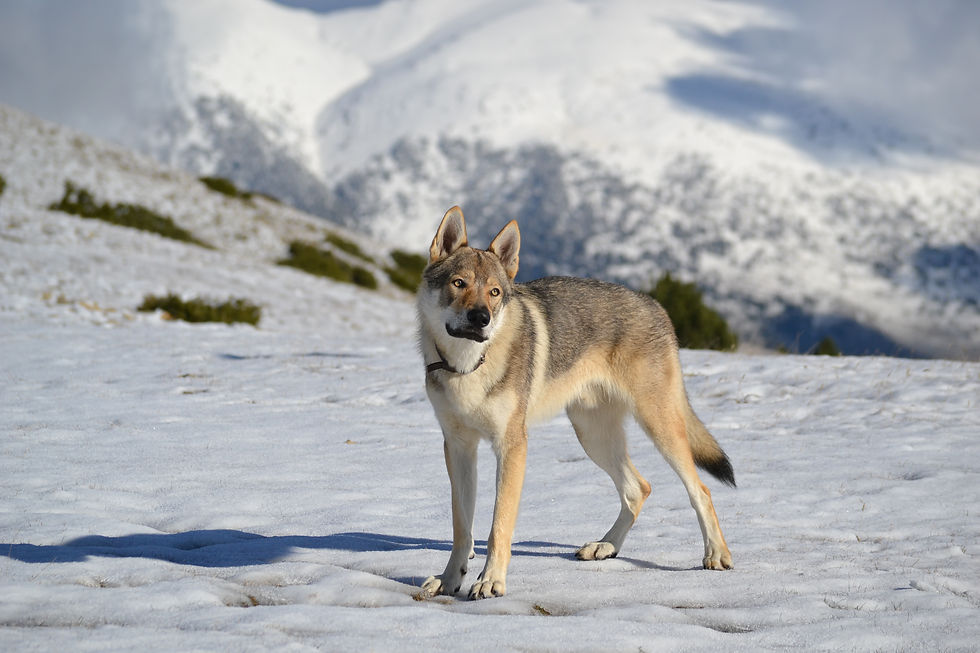 primera nevada al Cadi