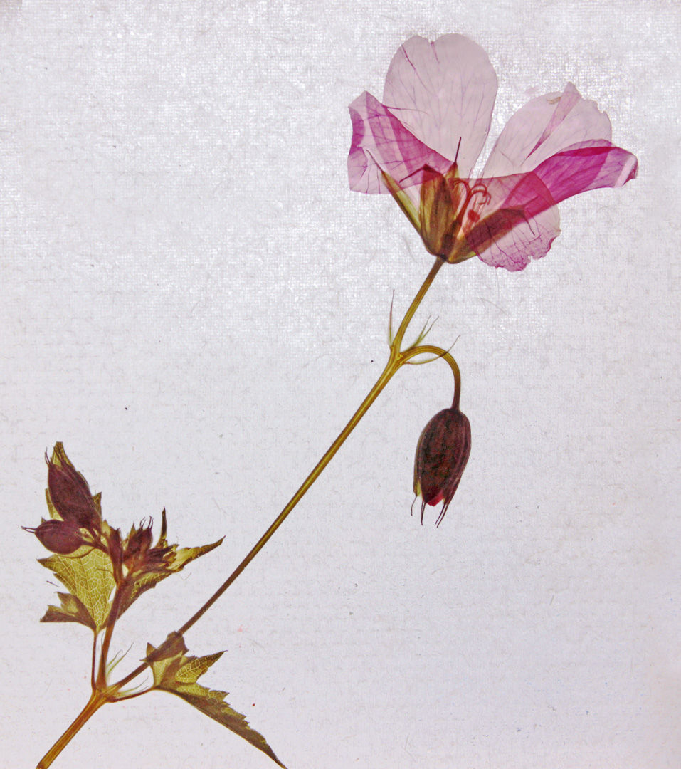 PRETTY PINK PRESSED FLOWER by Sue Avey