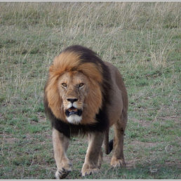 LION KING OF THE JUNGLE by Bushra Sheikh.JPG