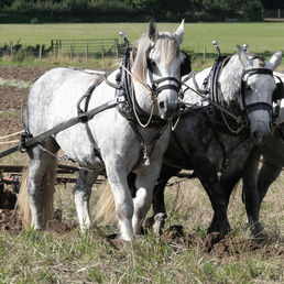 PLOWING BY 3 HORSE POWER by Bryan Fisher.jpg