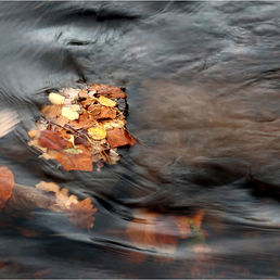 CAUGHT IN THE MIDDLE by Neil Griffin.jpg