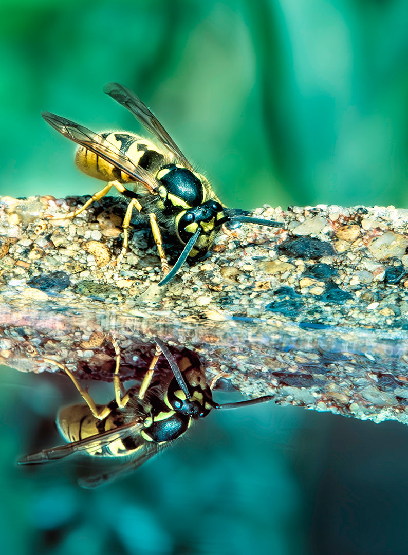 DOUBLE TROUBLE by Penny Mayhew