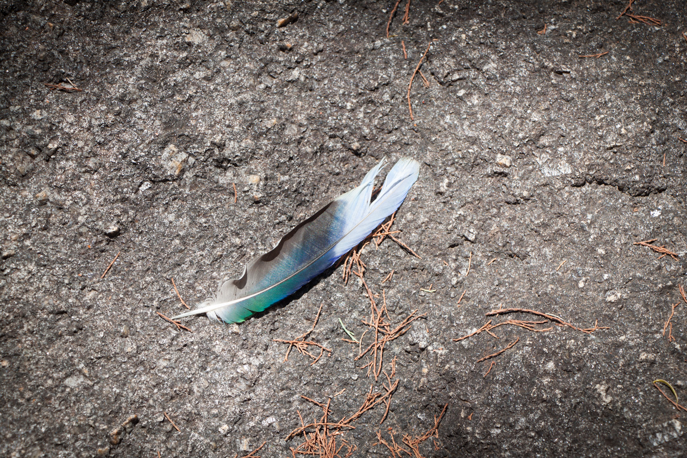 LONELY FEATHER by Don Dobson