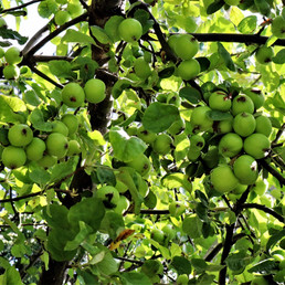 LITTLE GREEN APPLES by Rojer Weightman.JPG