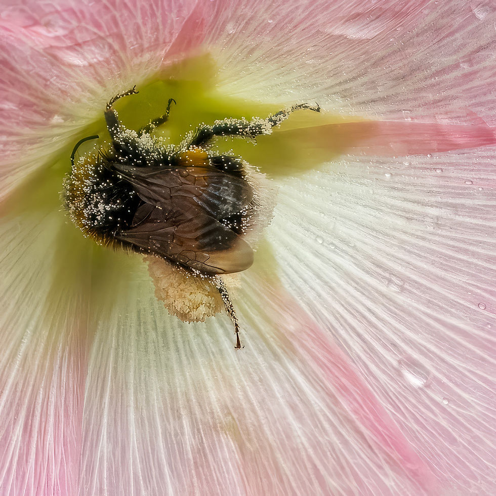 BUSY BEE by Peter Morrish