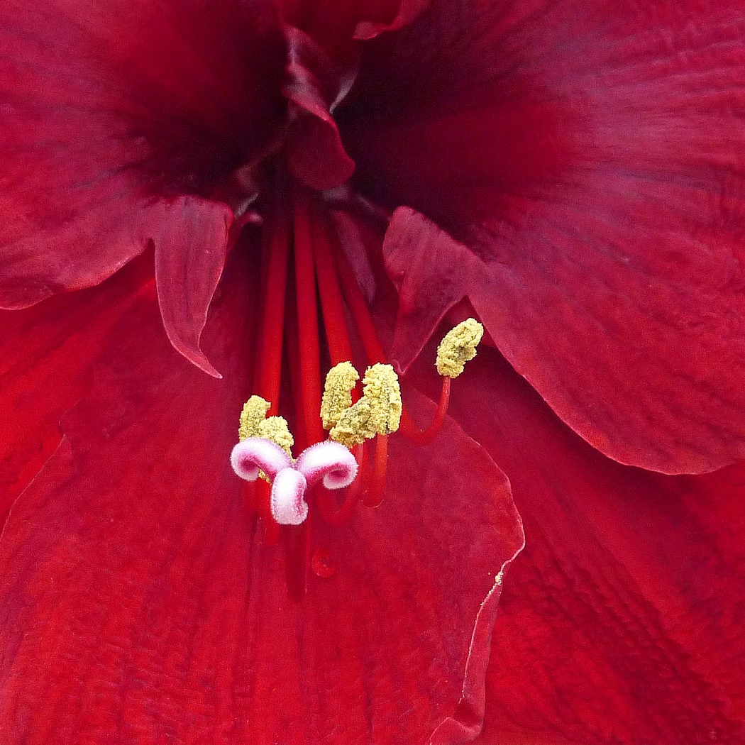 IN THE RED by Jim Chown