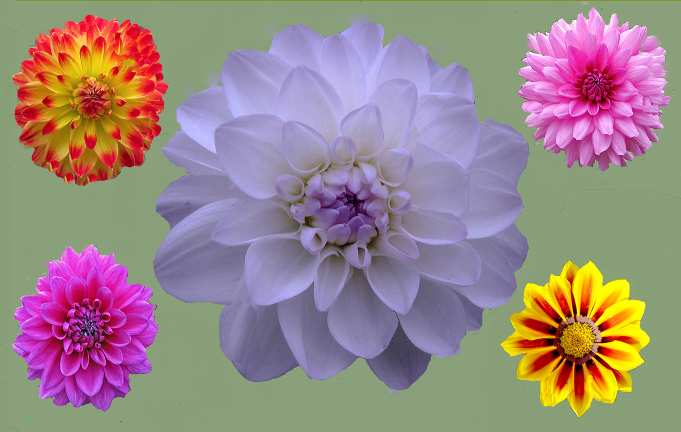 DAHLIAS DISPLAY by Dave Taylor