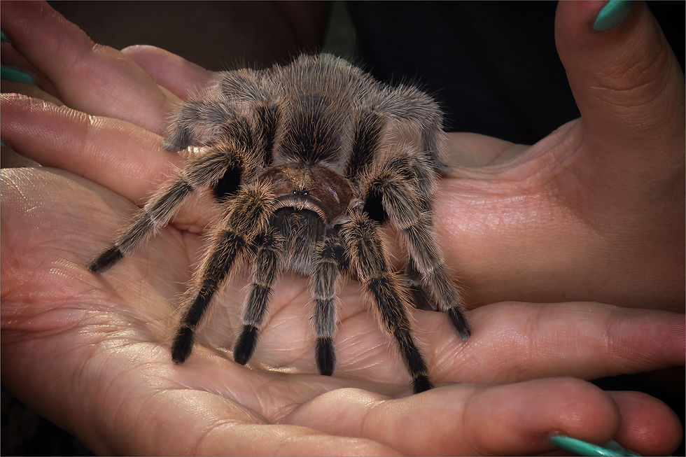 MY ROSE TARANTULA by Andy Smith