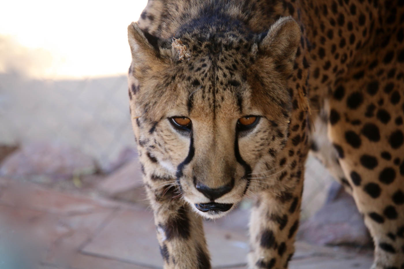 I SEE YOU by Jane Sharp