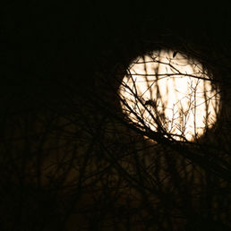 MOON THROUGH THE BEECHES by Annette Sissons.jpg