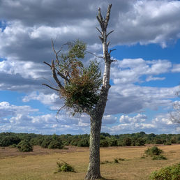 HANGING ON by Annette Sissons.jpg
