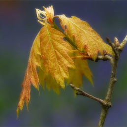 GOLDEN by Ken Grant.jpg