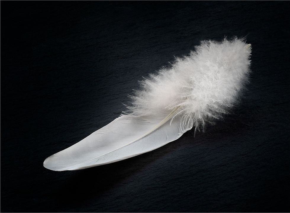 A SINGLE FEATHER by Ken Grant