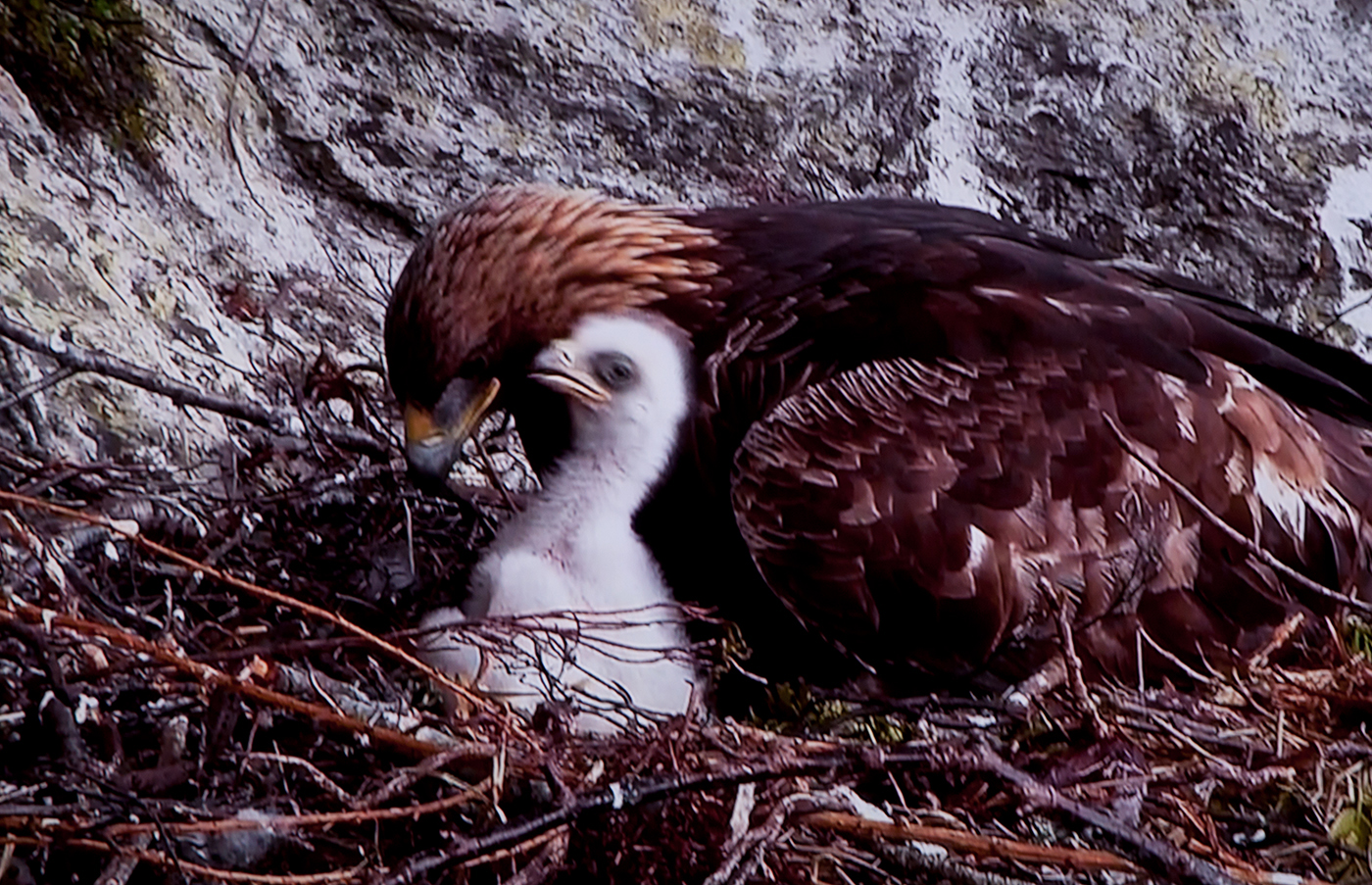 THE EAGLE HAS LANDED by Ray Mengham