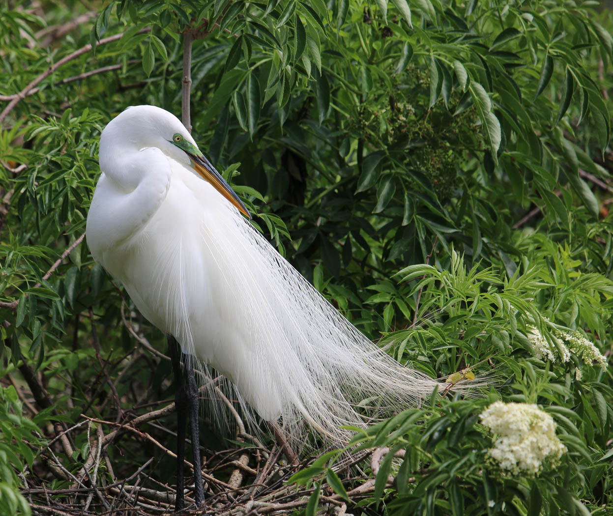 ANGEL FEATHERS by Jane Sharp