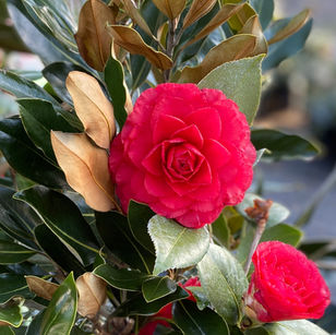 Early - Midseason (ICR)