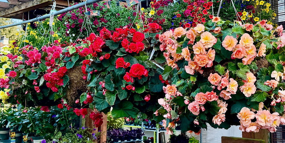 Large hanging flower baskets with begonias