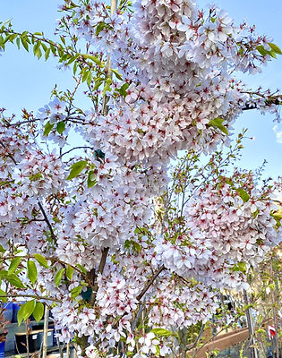 Yoshino Flowering Cherry Tree
