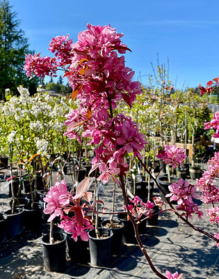 Malus 'Profusion' flowering crabapple tree
