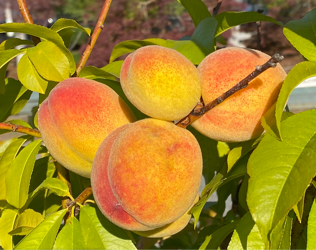Closeup of a Vivid peach tree with fruit