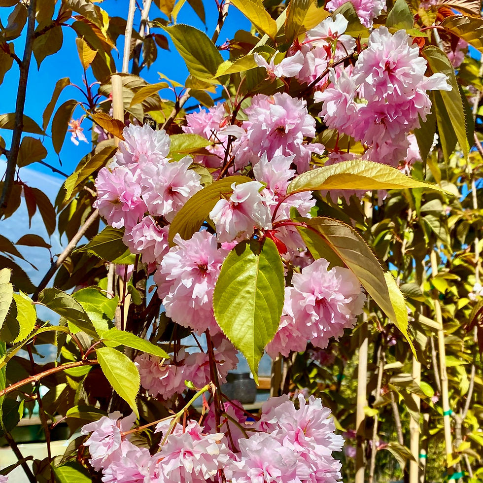 Cherry_Kwanzan_IMG_5438_Square