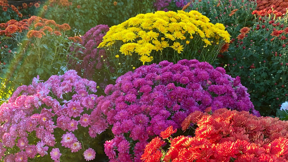 Crysanthemums IMG_7648.JPG
