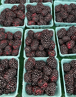 Washington-grown Obisidian blackberries