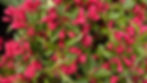 Crimson Kisses weigela