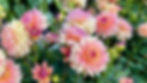 Pink and yellow dinnerplate dahlias