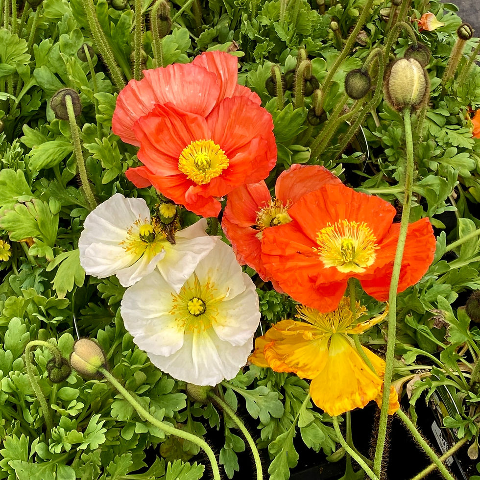 Icelandic Poppies